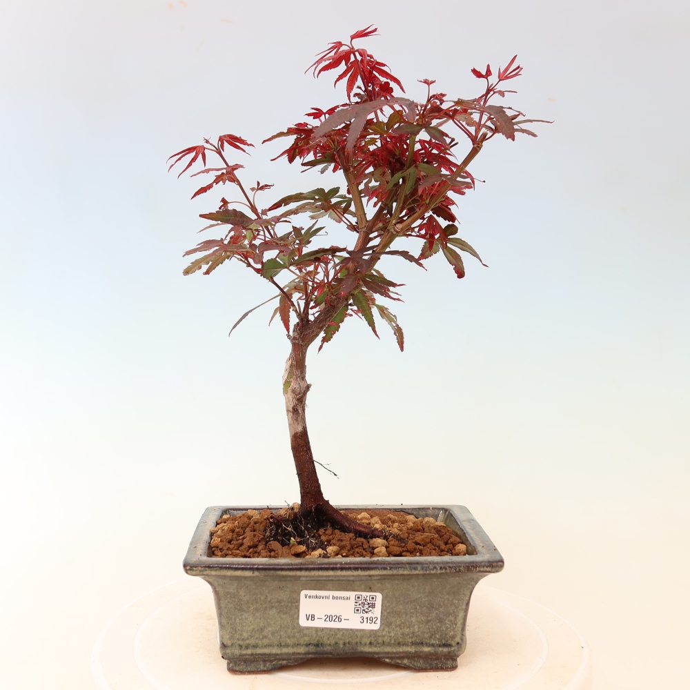 Vonkajší bonsai – javor dlaňolistý – Acer palmatum Berry Broom 