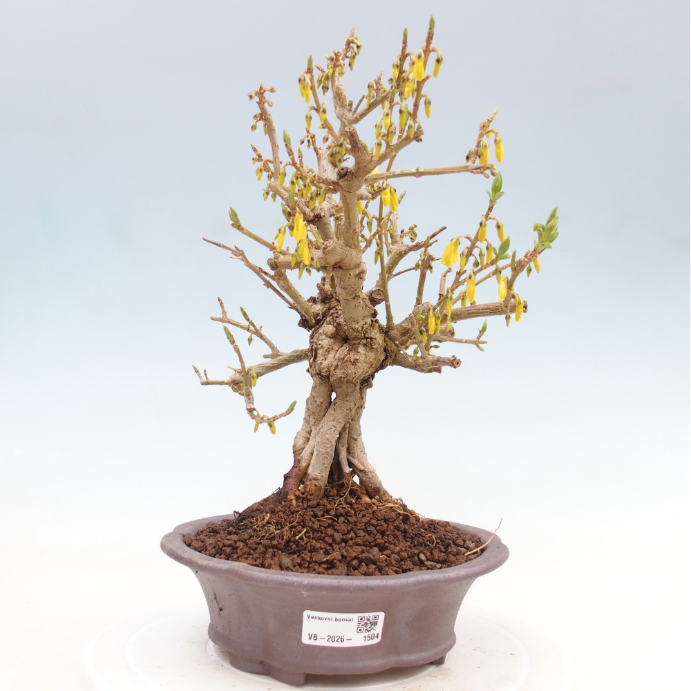 Vonkajšie bonsaje - Zlatice - Forsythia koreana