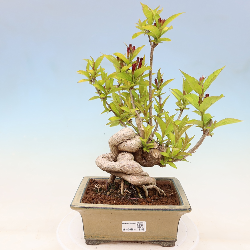 Vonkajší bonsai – Weigela subsessilis – vajgélia kórejská