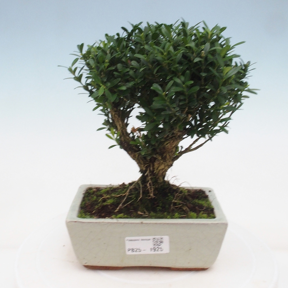 Izbová bonsai - Buxus harlandii - korkový buxus