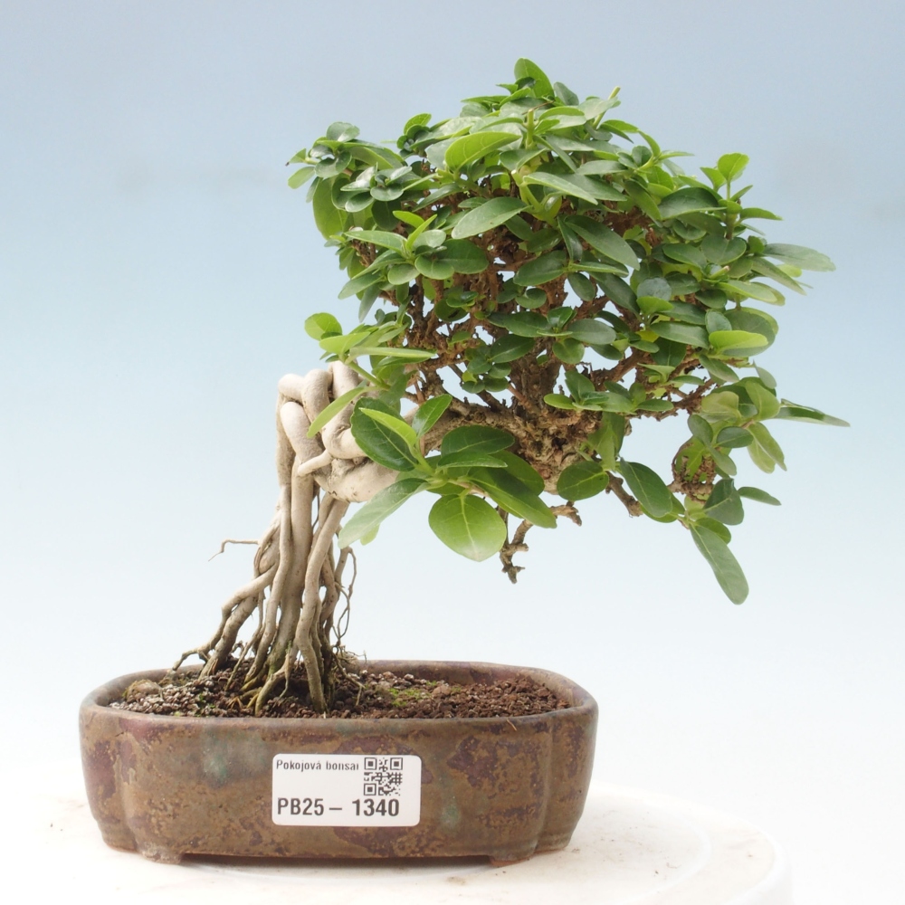 Izbová bonsai - Premna serratifolia - Kozlovoň malolistá