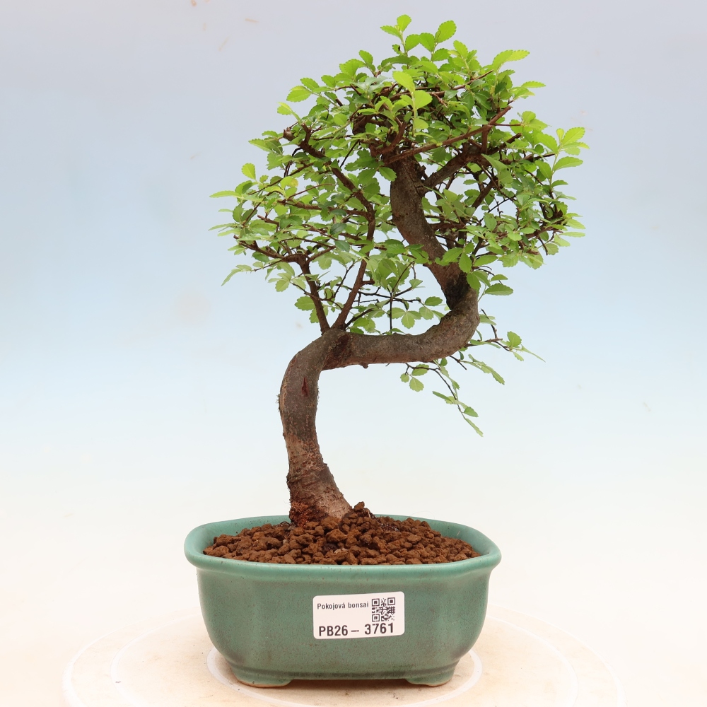 Izbový bonsaj - Ulmus parvifolia - brest malolistý