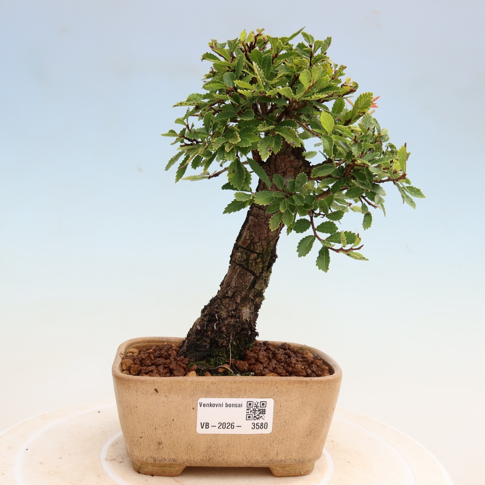 Vonkajšie bonsaje - Zelkova - Zelkova NIRE