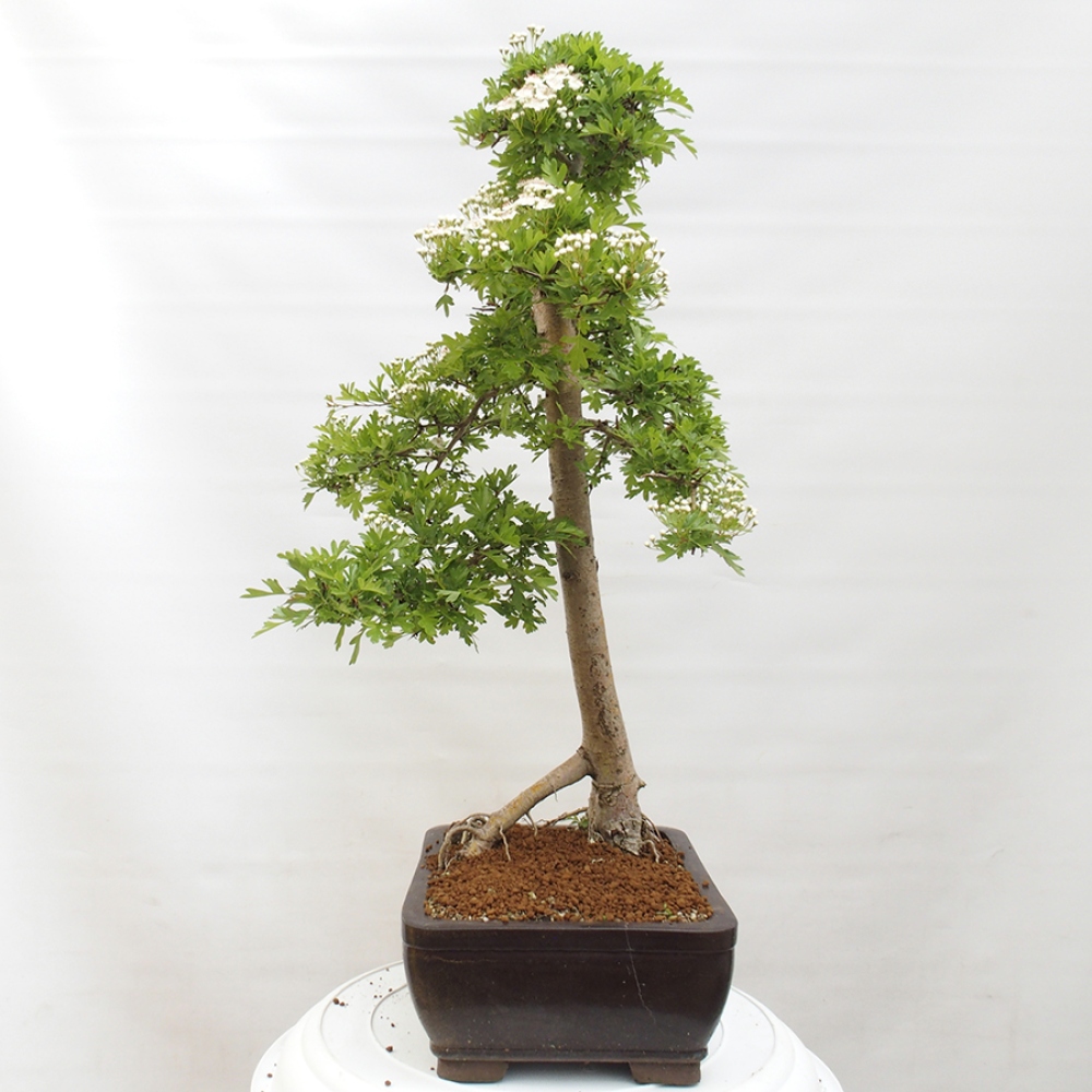 Vonkajší bonsai - Hloh - Crataegus monogyna