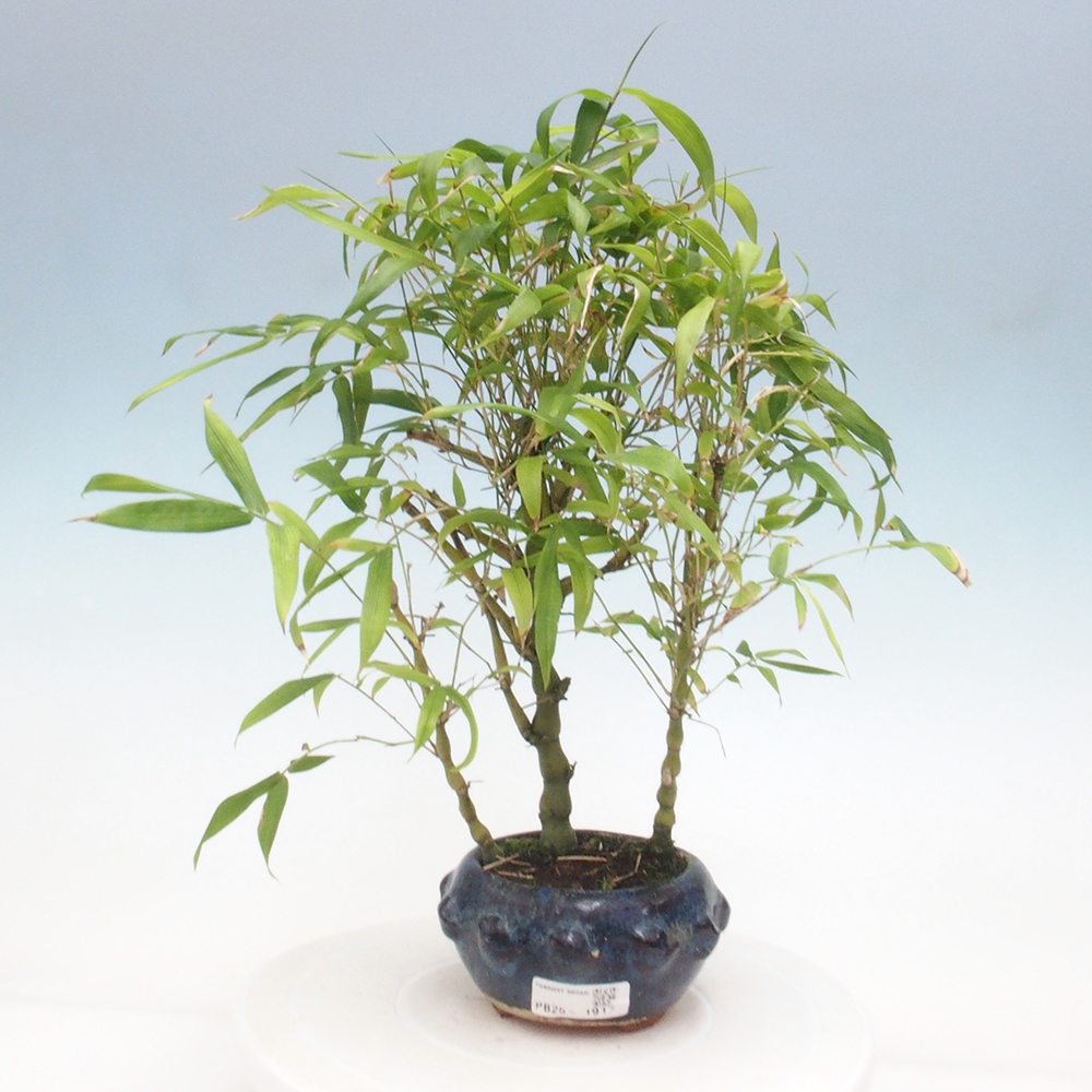 Izbová bonsai - Bambus budha-Bambus budhovo brucho