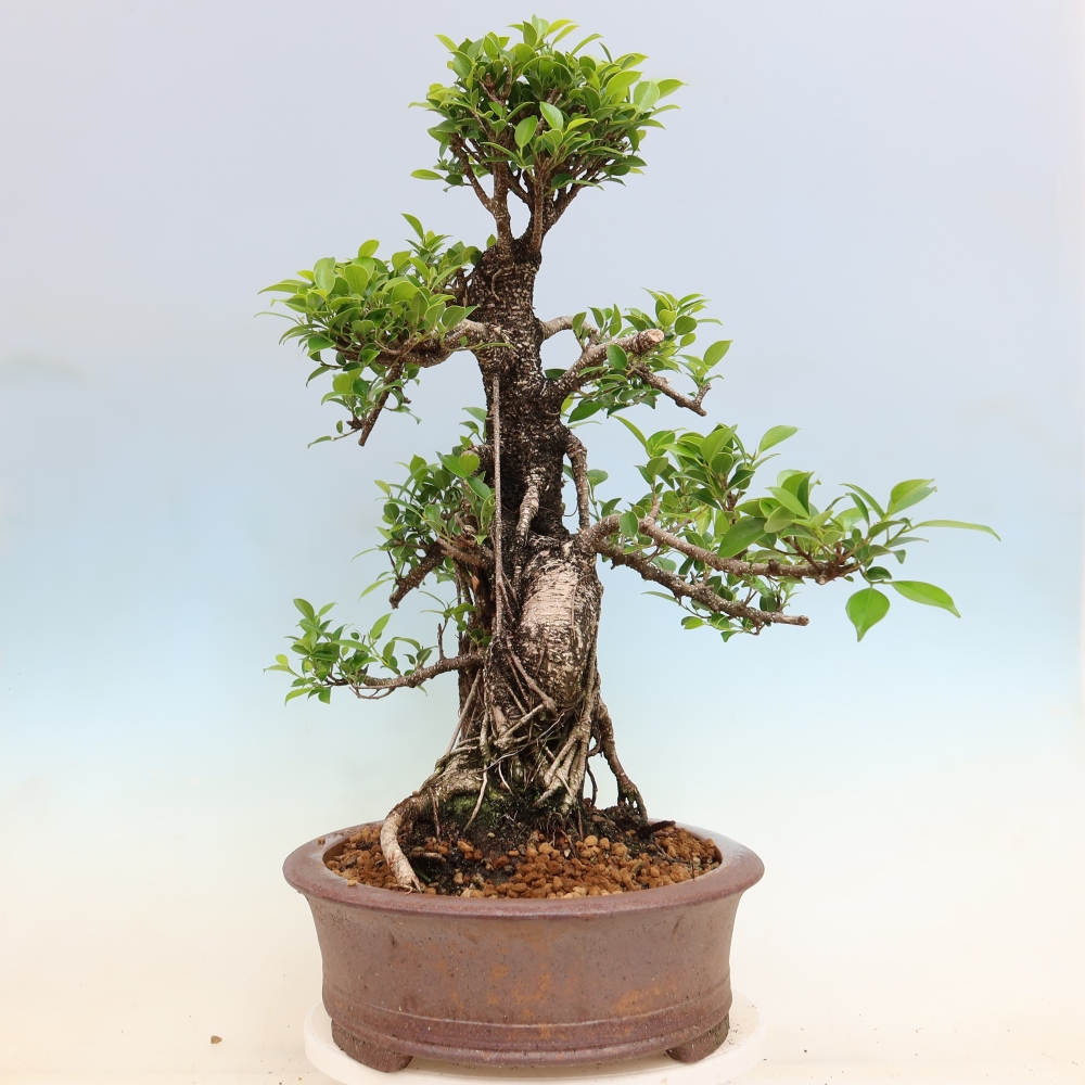 Izbové bonsaje - Ficus kimmen - drobnolistý fikus