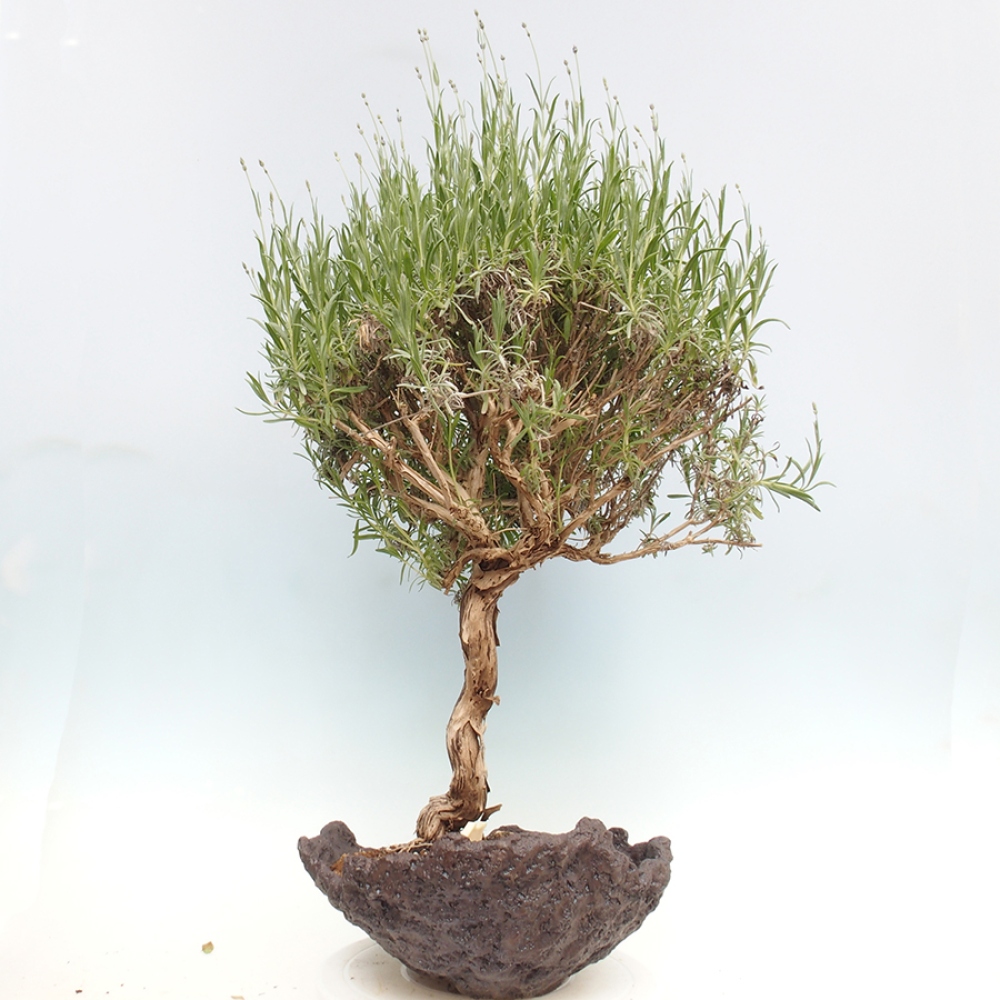 Vonkajšie bonsai -  - Lavandula - Levanduľa