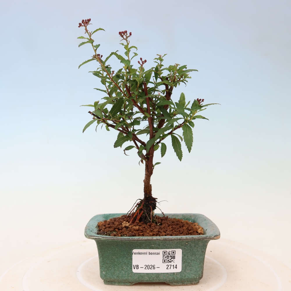 Vonkajší bonsai – spirea japonská – Spirea japonica Anthony Waterer