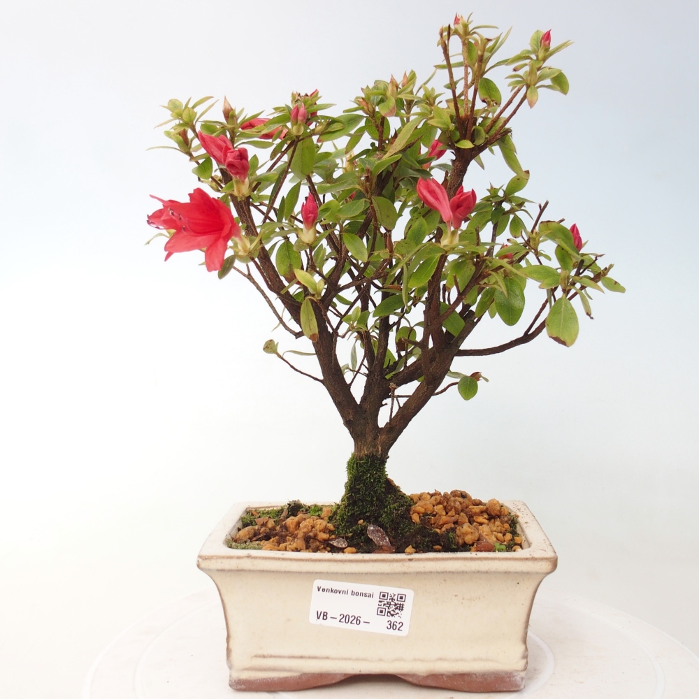 Vonkajšie bonsaje - Japonská azalka - Azalea sp.
