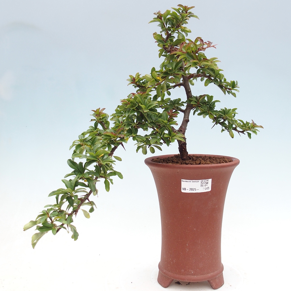 Vonkajšie bonsaje-Pyracantha Teton -Hlox