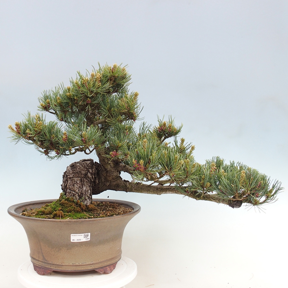 Vonkajšie bonsaje - Pinus parviflora - Pinus parviflora