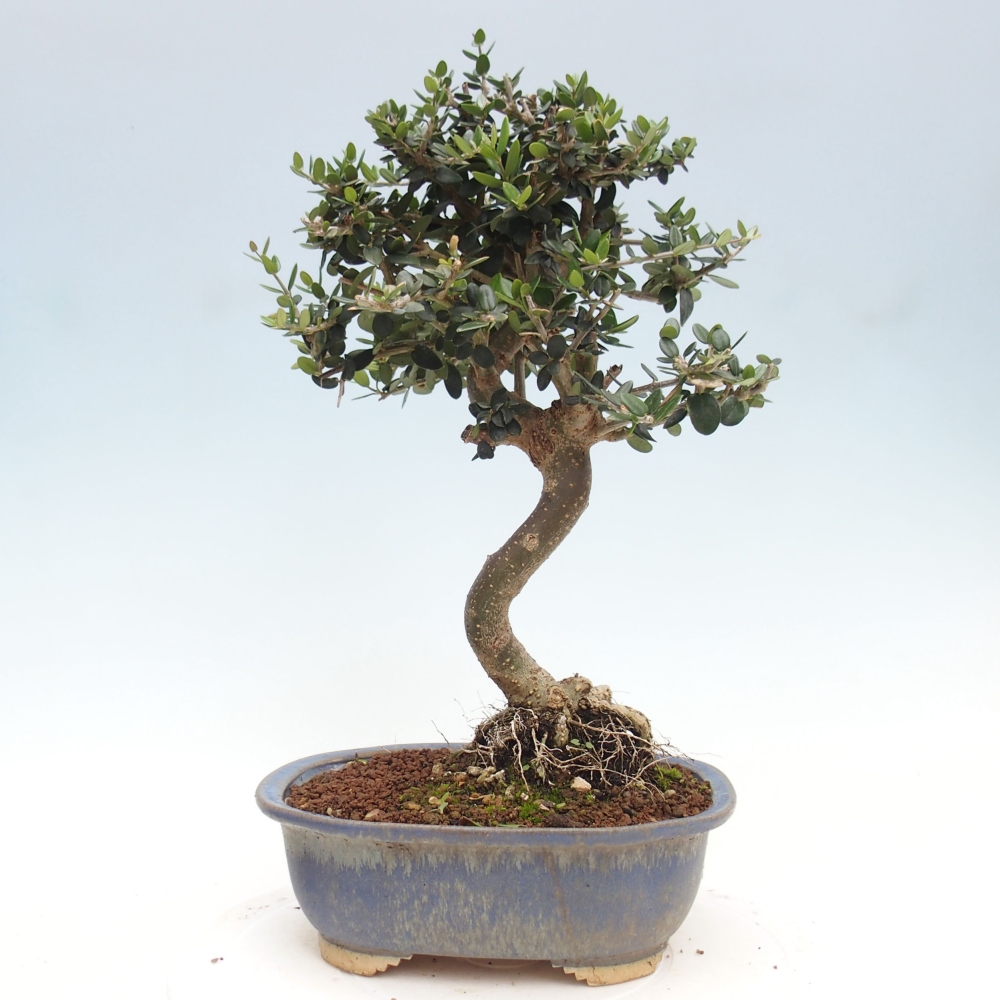 Izbová bonsai - Olea europaea sylvestris -Oliva evropská drobnolistá
