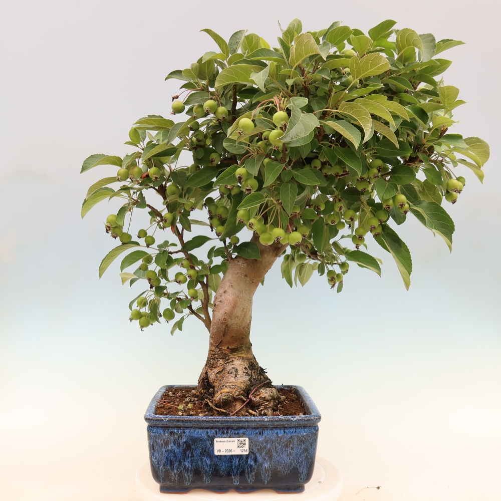 Vonkajšia bonsaj -Malus halliana - Malokvetá jabloň
