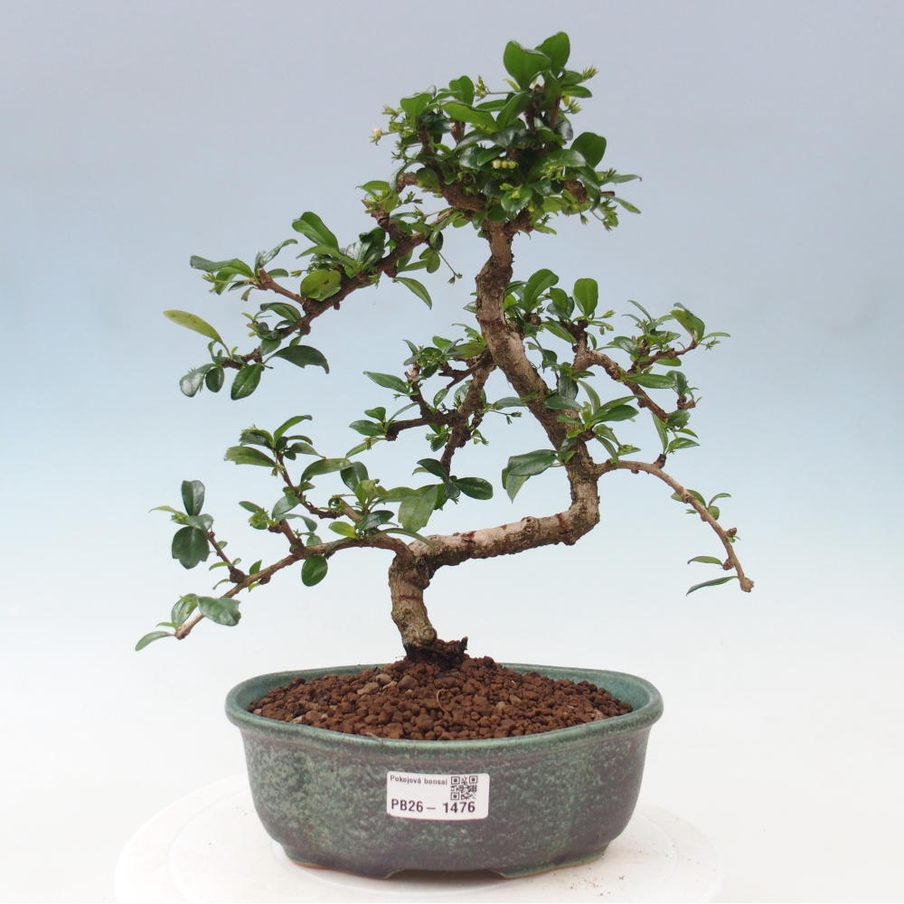 Izbová bonsai - Carmona macrophylla - Čaj fuki