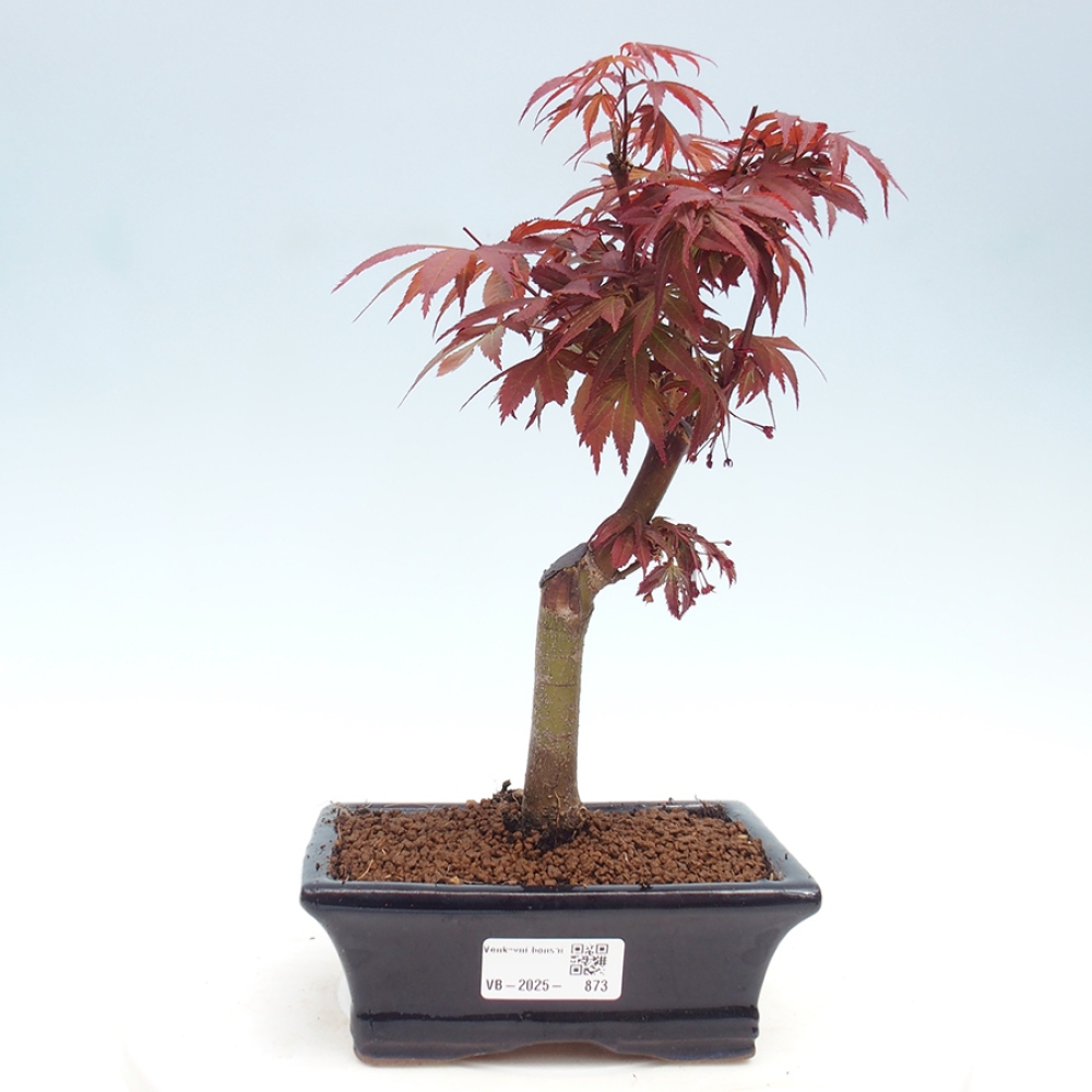 Vonkajší bonsai - Acer palm. Atropurpureum-Javor dlanitolistý