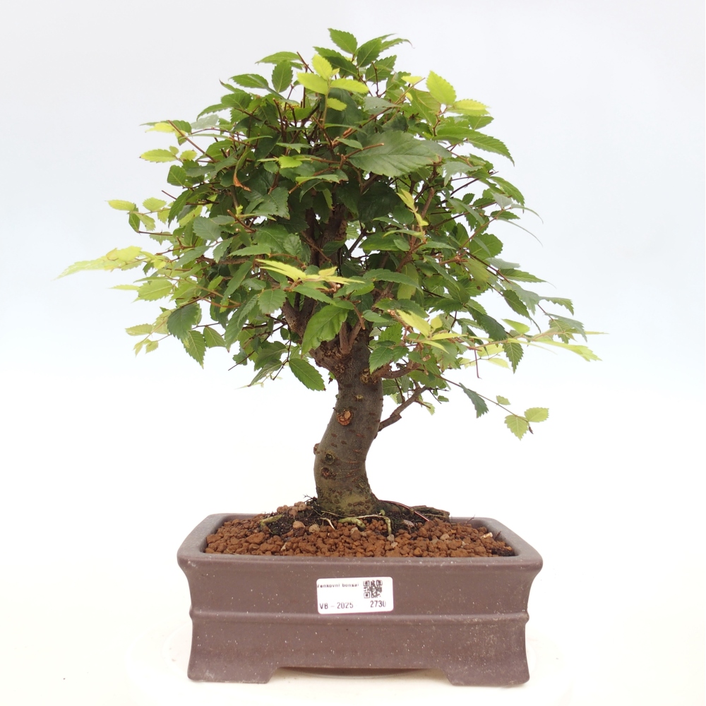 Vonkajšie bonsai - Zelkova - Zelkova serrata