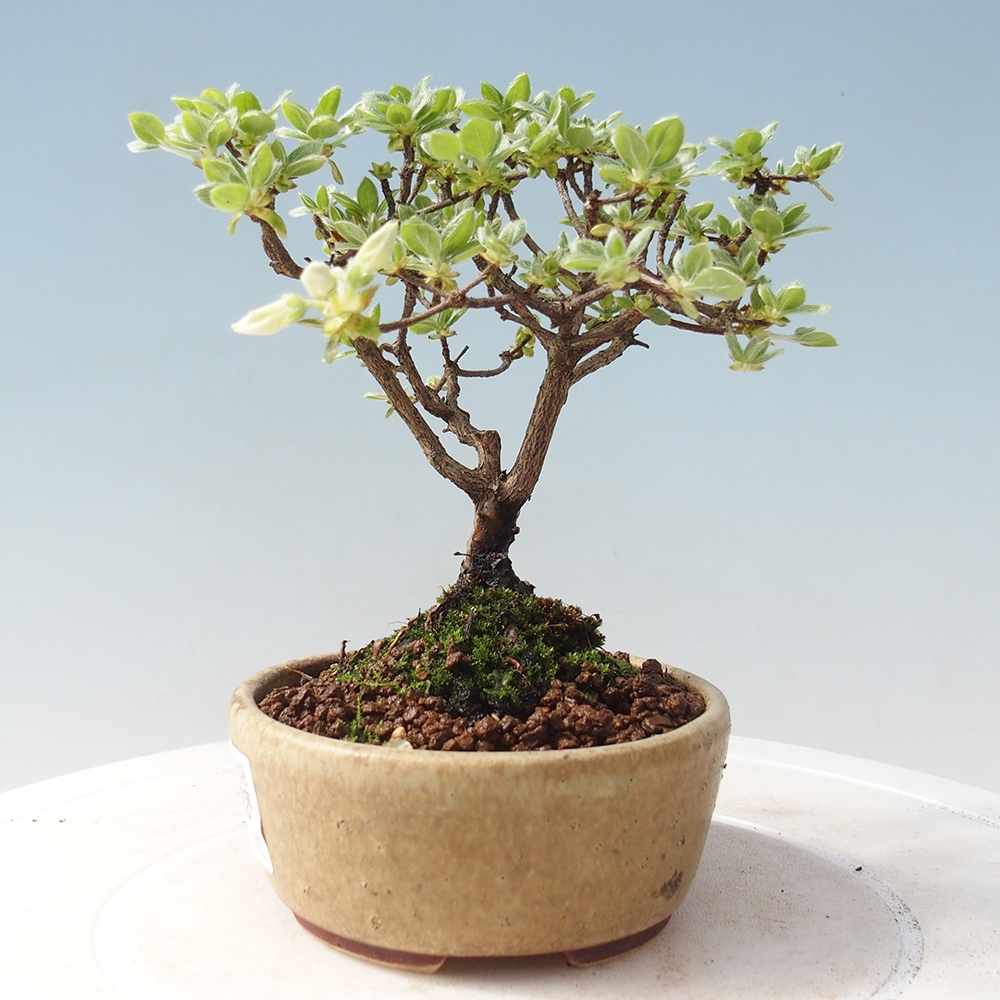 Vonkajší bonsai - Rhododendron indicum - Japonská azalka