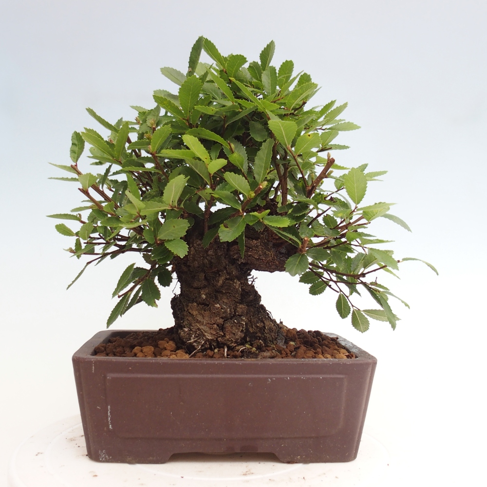 Vonkajšie bonsai - Zelkova - Zelkova Nirom