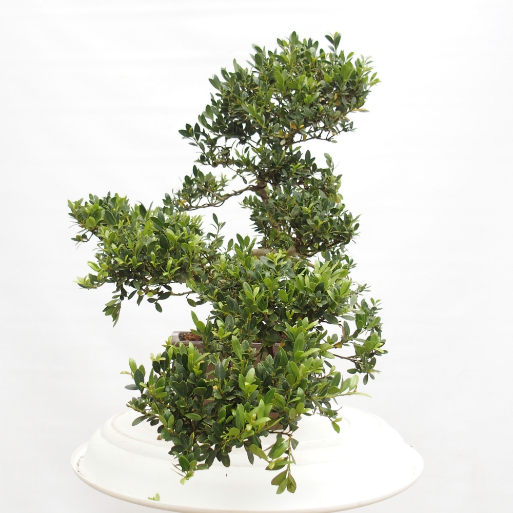 Izbová bonsai - Ilex crenata - Cezmína