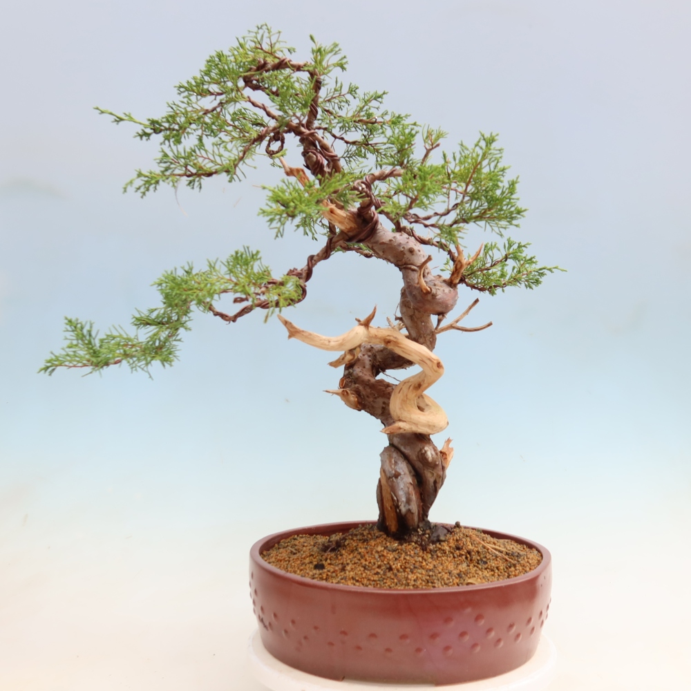 Vonkajší bonsai – Juniperus chinensis Itoigawa – čínsky jalovec