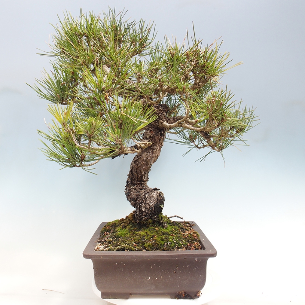 Vonkajšie bonsaje - Pinus thunbergii - borovica Thunbergova