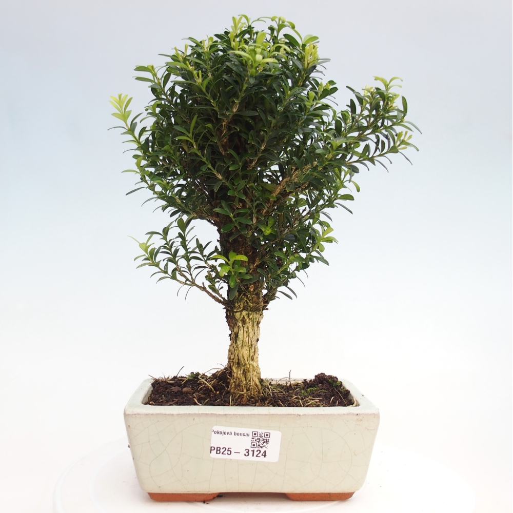 Izbová bonsai - Buxus harlandii -korkový buxus