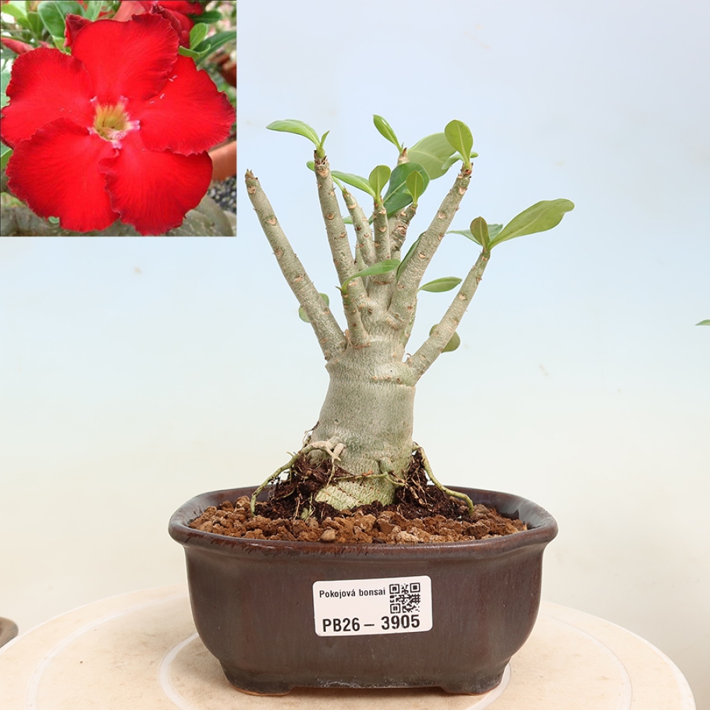 Izba bonsai – Adenium obesum Red Star – Púštna ruža