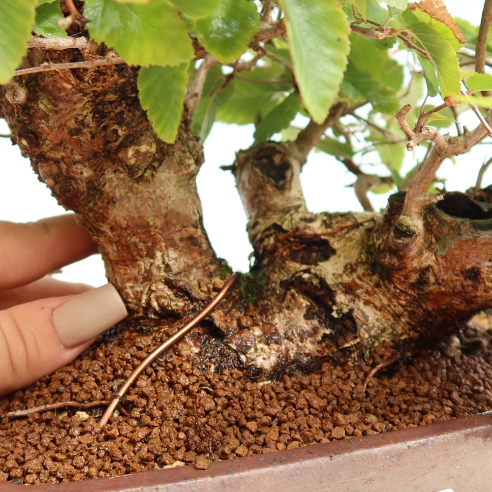 Vonkajšie bonsaje -Carpinus CARPINOIDES - Hrab kórejský