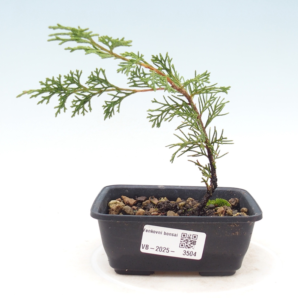 Vonkajší bonsaj - Juniperus chinensis Itoigawa