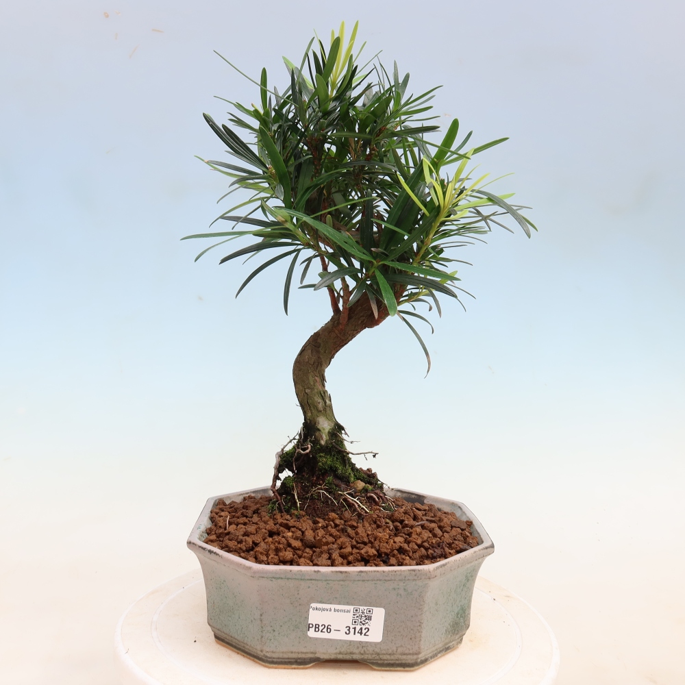 Izbové bonsaje - Podocarpus - Kamenný tis