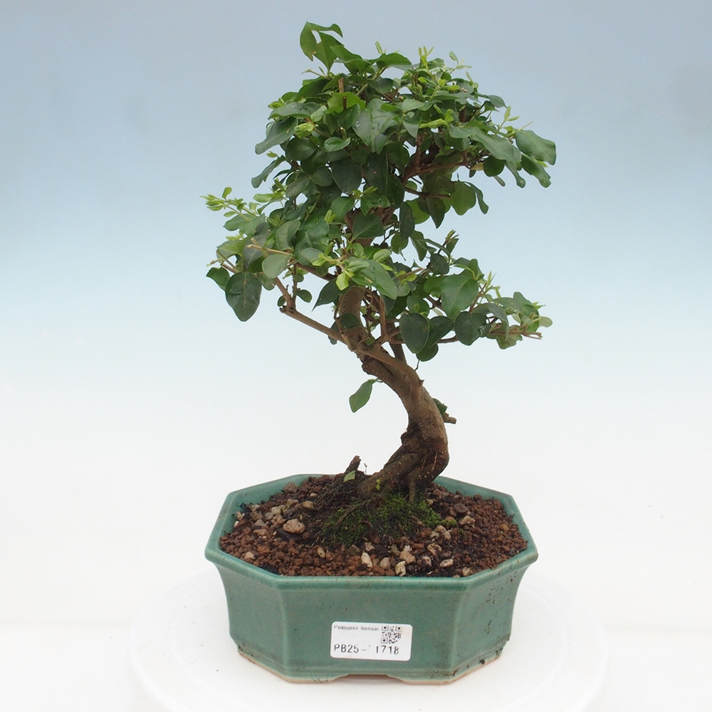 Izbová bonsai -Ligustrum chinensis - Vtáčí zob