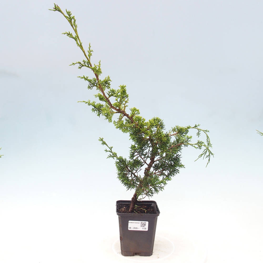 Vonkajší bonsaj - Juniperus chinensis Itoigawa