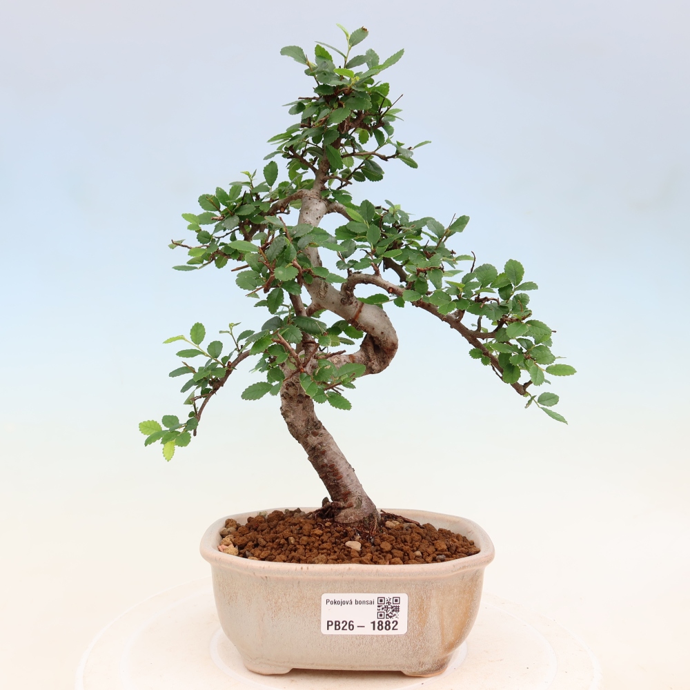 Izbový bonsaj - Ulmus parvifolia - brest malolistý