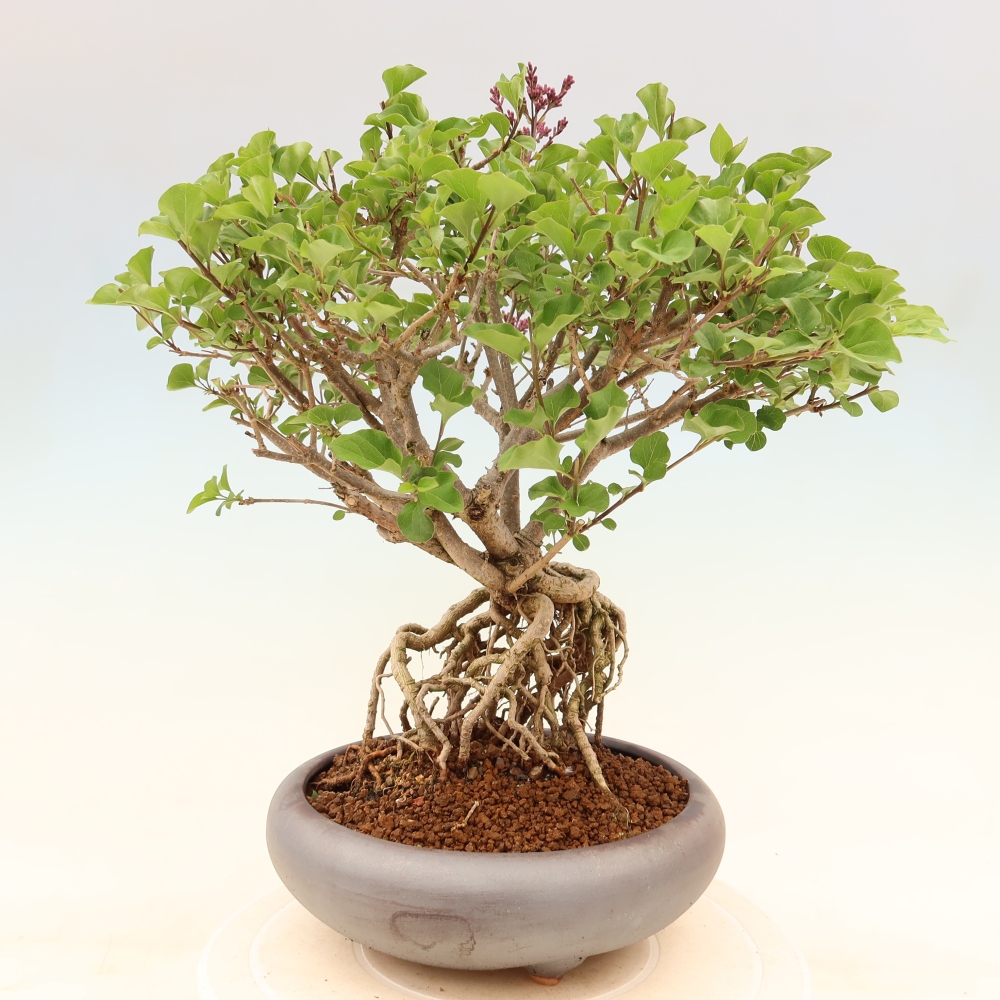 Vonkajší bonsaj - Syringa microphylla - drobnokvetý šeřík