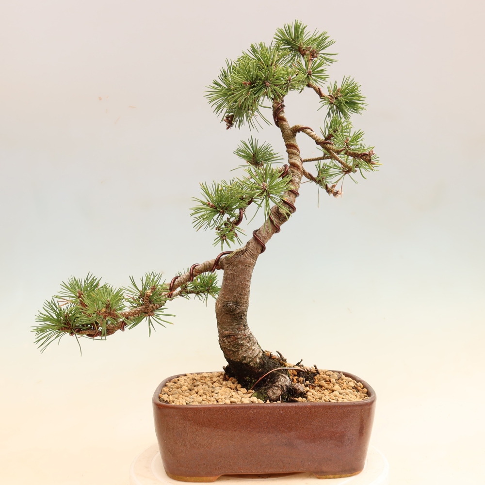 Vonkajšie bonsaje – Pinus mugo Humpy – borovica krivá