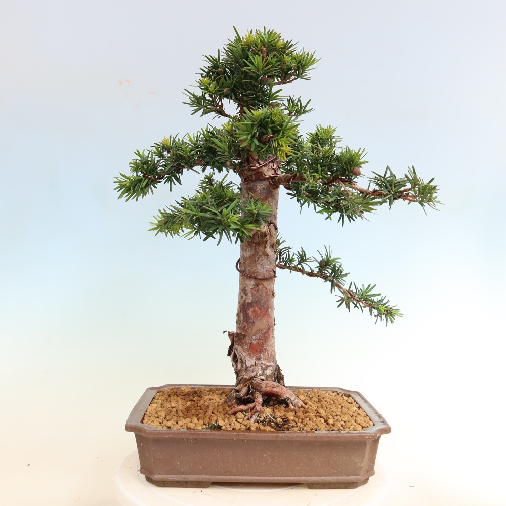 Vonkajší bonsai – Taxus cuspidata – japonský tis