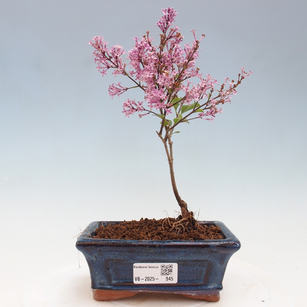 Vonkajší bonsai - Syringa Meyeri Palibin - Orgován Meyerov