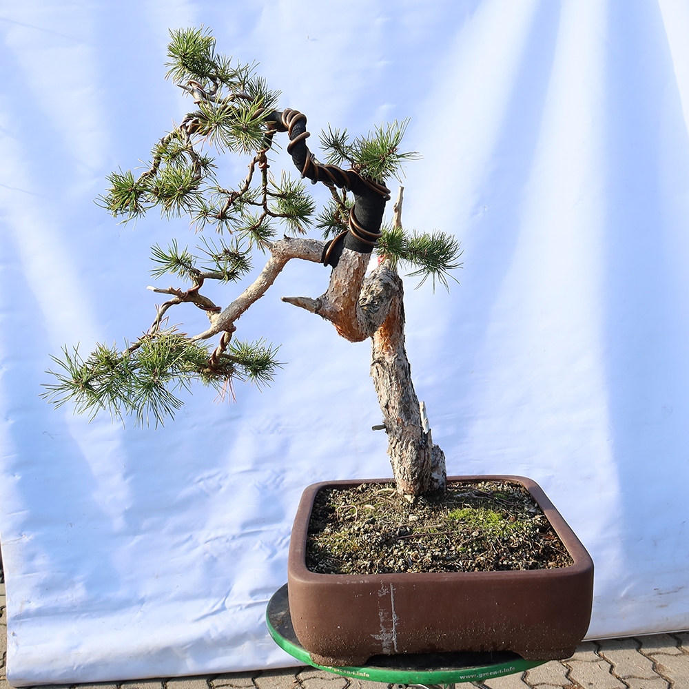 Pinus sylvestris Španielsko – borovica lesná