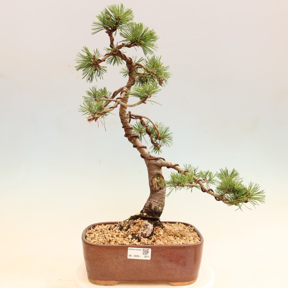 Vonkajšie bonsaje – Pinus mugo Humpy – borovica krivá