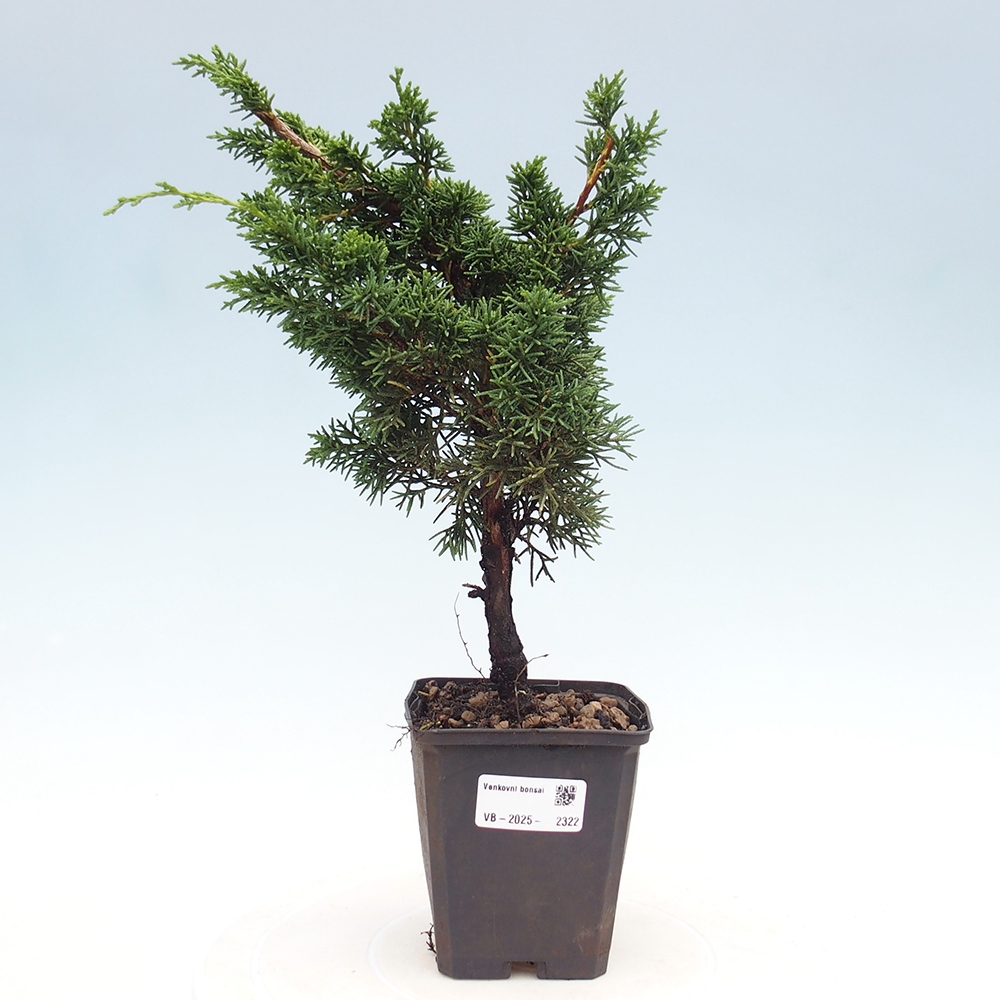 Vonkajšie bonsai - Juniperus chinensis Kishu -Jalovec čínsky