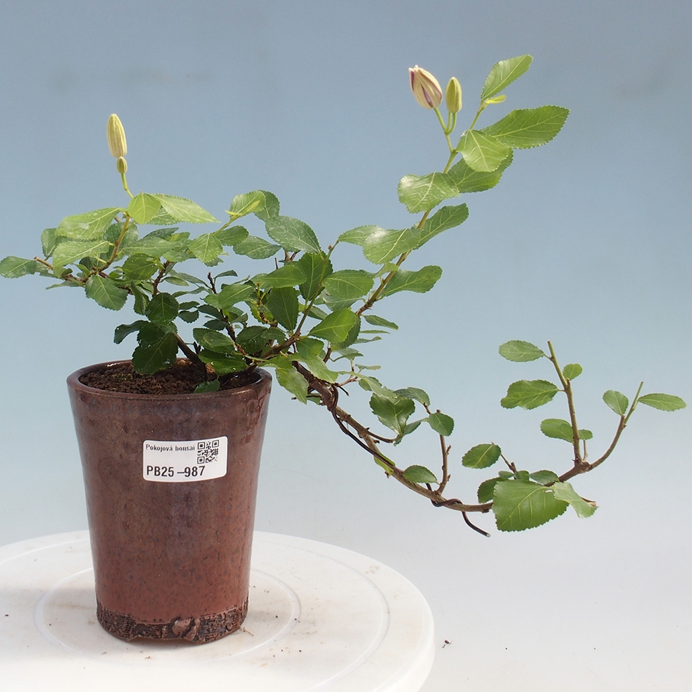 Izbová bonsai - Grewia occidentalis - Hviezdica levanduľová