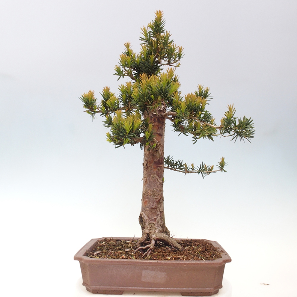 Vonkajší bonsai - Taxus cuspidata - Tis japonský