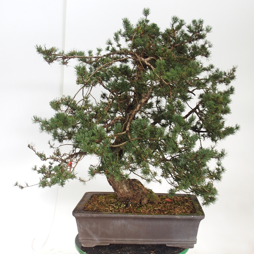 Yamadori - Pinus sylvestris Španielsko