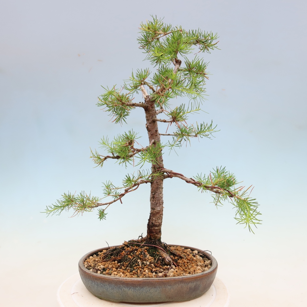 Vonkajšie bonsaje -Larix decidua - Smrekovec