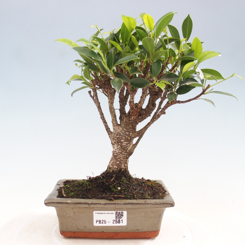 Izbová bonsai - Ficus retusa - malolistý fikus