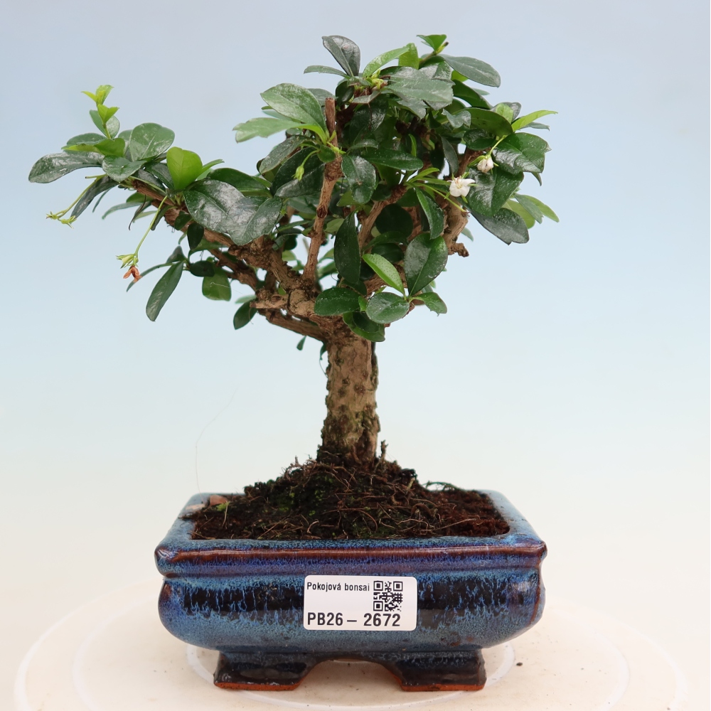 Izbové bonsaje - Carmona macrophylla - Tea fuki