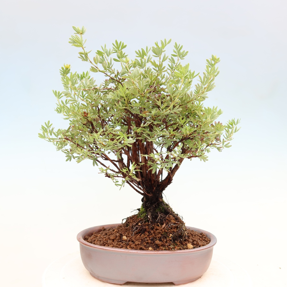Vonkajšie bonsaje - Potentila fruticosa