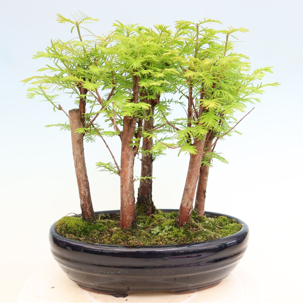 Vonkajší bonsai – Metasequoia glyptostroboides – čínska metasekvoja – hájik