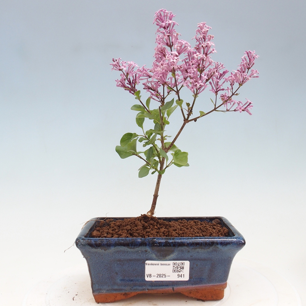 Vonkajší bonsai - Syringa Meyeri Palibin - Orgován Meyerov