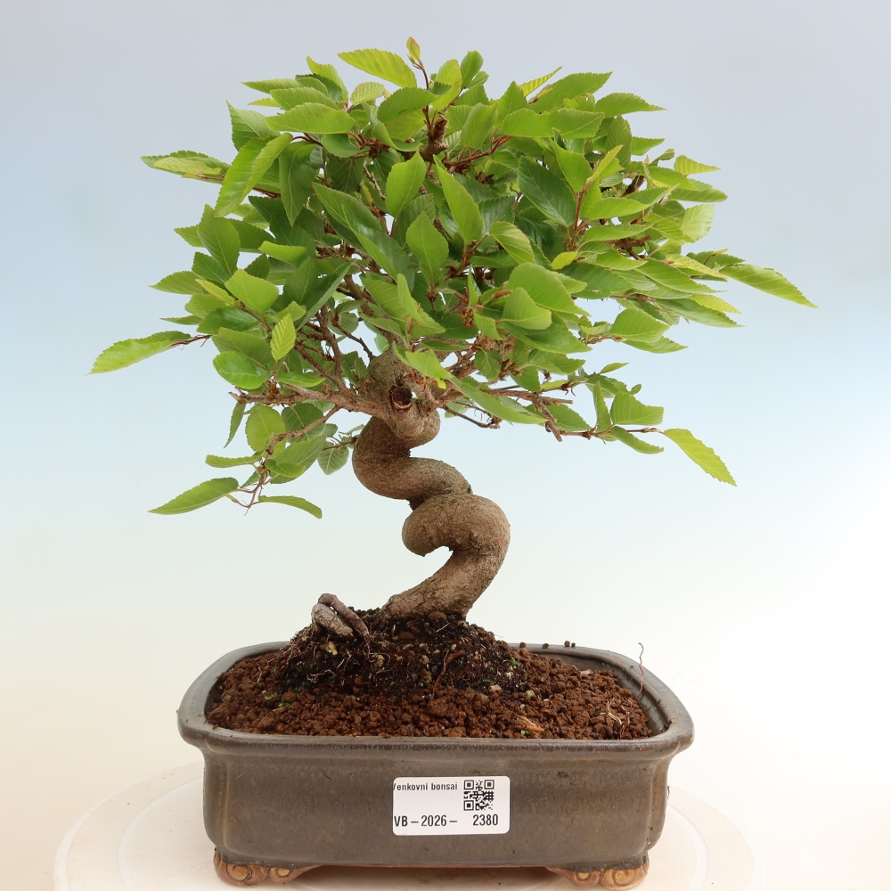 Vonkajší bonsaj -Carpinus coreana - Hrab kórejský